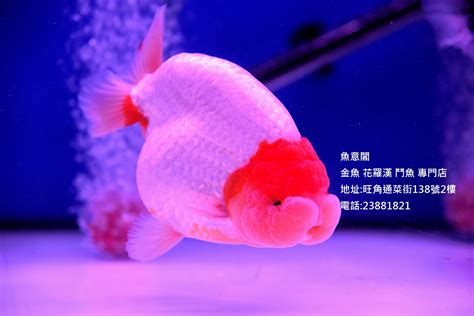 花羅漢價錢|魚意閣 (金魚 花羅漢專門店)